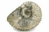Bumpy Ammonite (Douvilleiceras) Fossil - Madagascar #254930-1